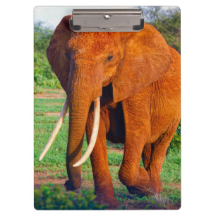 Carpeta De Pinza Fotografía de elefante africano adulto