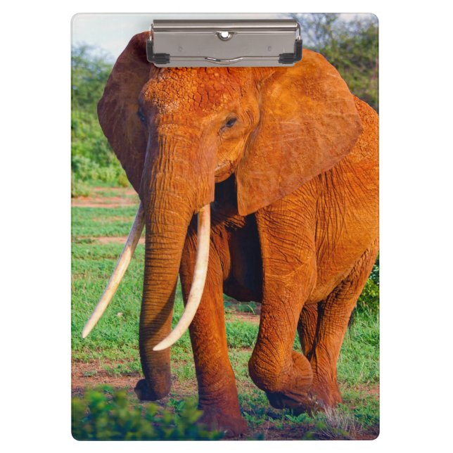 Carpeta De Pinza Fotografía de elefante africano adulto (Anverso)