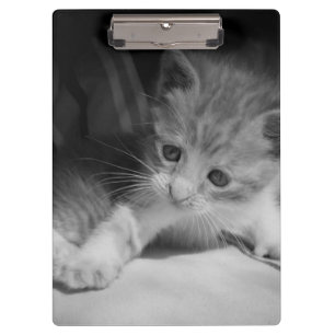 Carpeta De Pinza Fotografía de Gatito Blanco y Negro