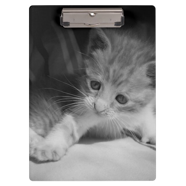 Carpeta De Pinza Fotografía de Gatito Blanco y Negro (Anverso)