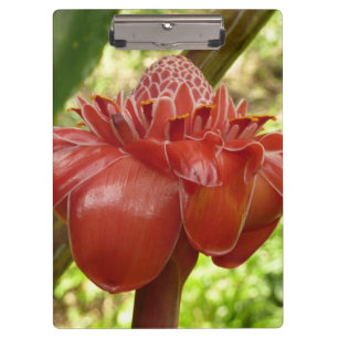 Carpeta De Pinza Fotografía de la Flor Tropical del jengibre de la 
