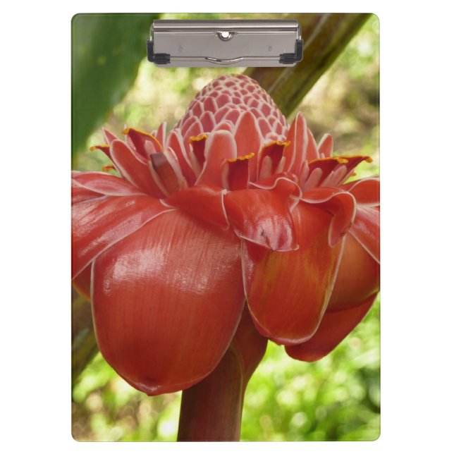 Carpeta De Pinza Fotografía de la Flor Tropical del jengibre de la  (Anverso)