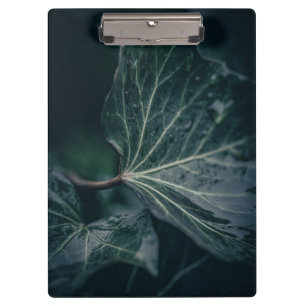 Carpeta De Pinza Fotografía de la naturaleza de la hoja de marfil o