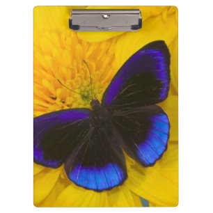 Carpeta De Pinza Fotografía de Mariposa