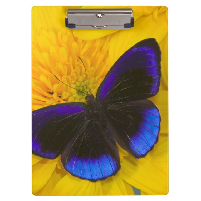 Carpeta De Pinza Fotografía de Mariposa (Anverso)