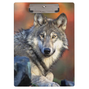 Carpeta De Pinza Fotografía del lobo