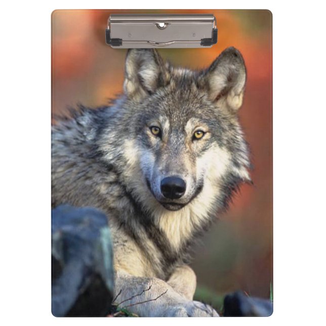 Carpeta De Pinza Fotografía del lobo (Anverso)