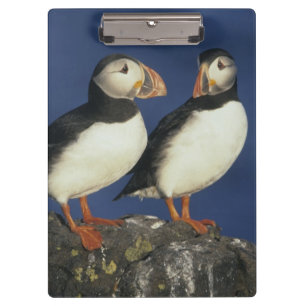 Carpeta De Pinza Frailecillo atlántico