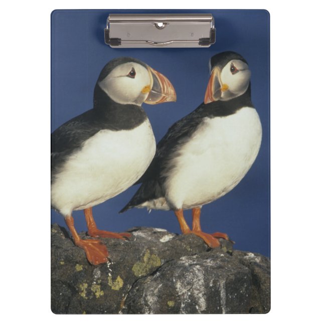 Carpeta De Pinza Frailecillo atlántico (Anverso)