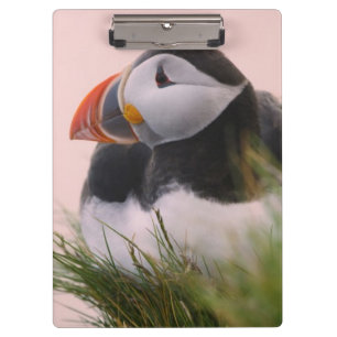 Carpeta De Pinza Frailecillo atlántico (Fratercula arctica)