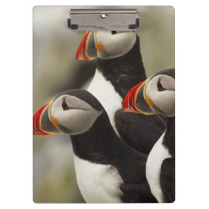 Carpeta De Pinza Frailecillos atlánticos en la Isla Machias Seal