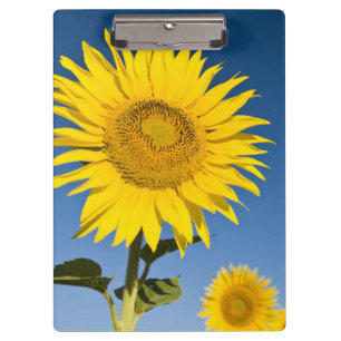 Carpeta De Pinza Francia, Provenza, Valensole. Girasoles en pie