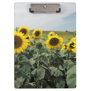 Carpeta De Pinza Francia Provenza, vista de campo de girasoles