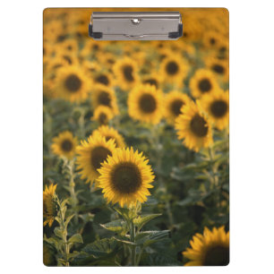 Carpeta De Pinza Francia, Vaucluse, campo de girasoles