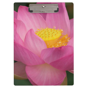 Carpeta De Pinza Franklin NC, Perry's Water Garden, Lotus 2