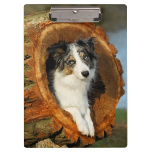 Carpeta De Pinza Frontera Collie azul Merle Dog Retrato - on