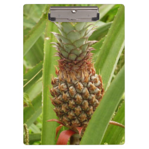 Carpeta De Pinza Fruta tropical de la piña silvestre en la naturale