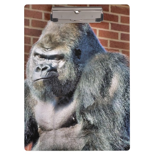 CARPETA DE PINZA FUNNY GORILLA (Anverso)
