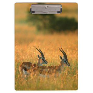 Carpeta De Pinza Gacela de Thomson (Gazella Thomsonii) al amanecer