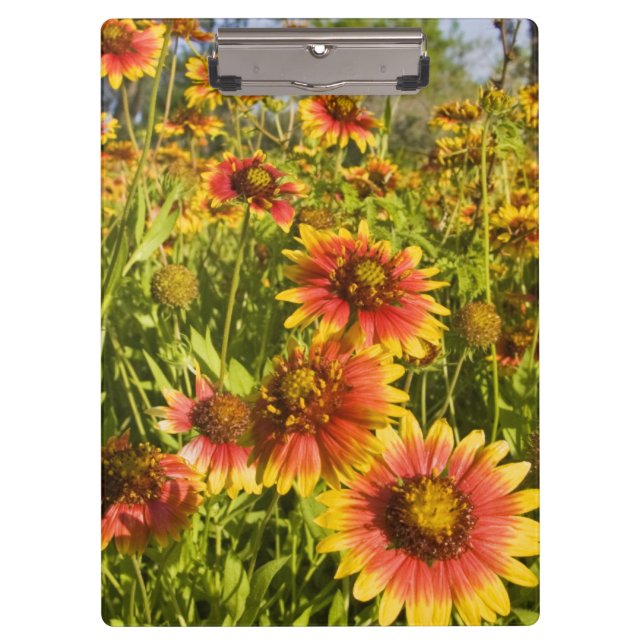 Carpeta De Pinza Gaillardia pulchella flores silvestres (Anverso)