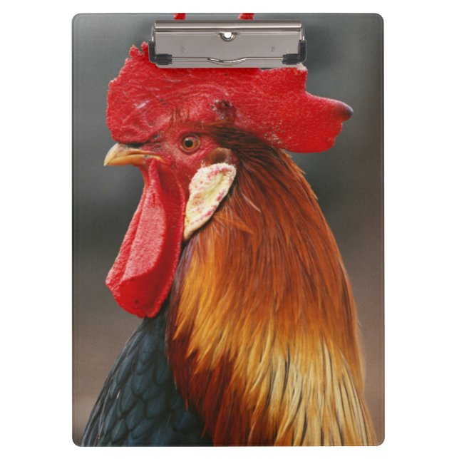 Carpeta De Pinza Gallo Doméstico de Corral (Anverso)