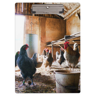 Carpeta De Pinza Gallo y gallinas dentro de Barn