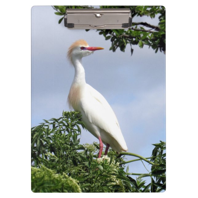 Carpeta De Pinza Ganado bovino - Serie Wading Bird - Placa Clip (Anverso)
