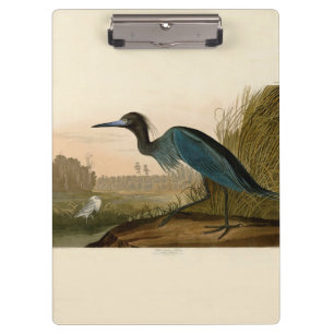 Carpeta De Pinza Garza Grulla Azul Impresión de Audubon Arte Coster