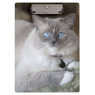 Carpeta De Pinza Gata Ragdoll hembra