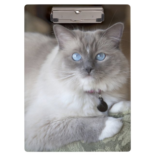 Carpeta De Pinza Gata Ragdoll hembra (Anverso)