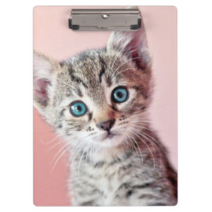 Carpeta De Pinza Gatito lindo con los ojos azules