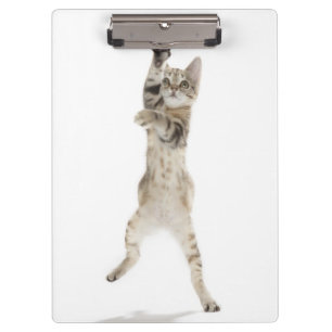 Carpeta De Pinza Gatito que se coloca en las patas traseras