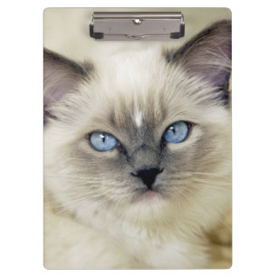 Carpeta De Pinza gatito ragdoll