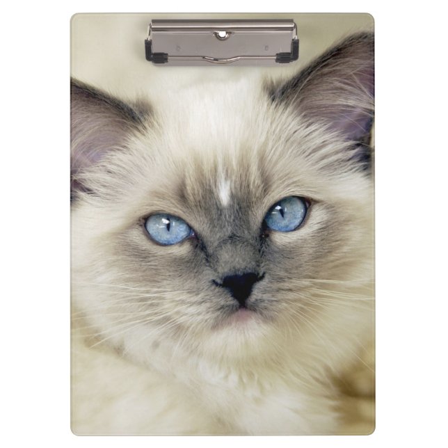 Carpeta De Pinza gatito ragdoll (Anverso)