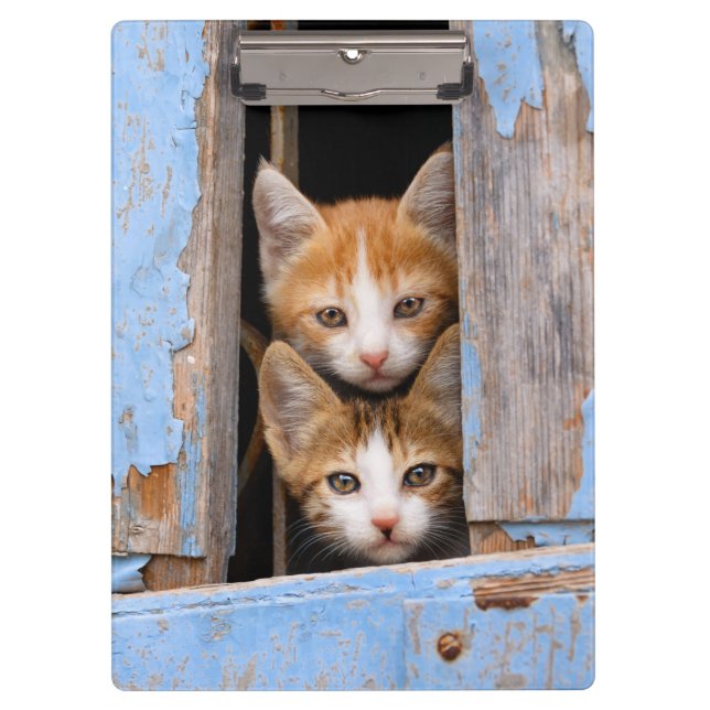Carpeta De Pinza Gatitos lindos del gato en una foto azul de la (Anverso)