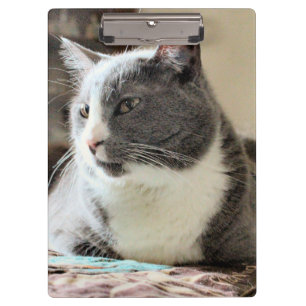 Carpeta De Pinza Gato