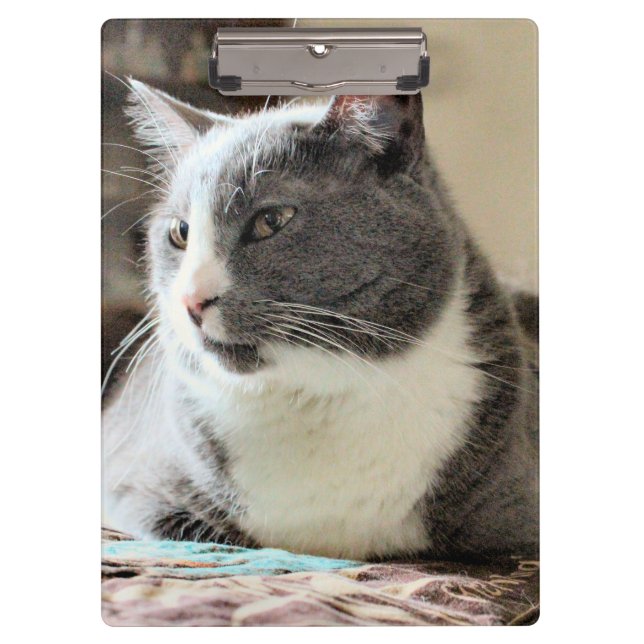 Carpeta De Pinza Gato (Anverso)