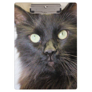 Carpeta De Pinza Gato