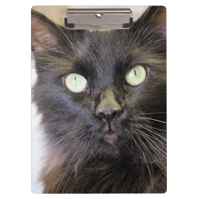 Carpeta De Pinza Gato (Anverso)