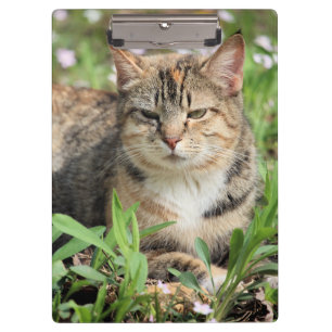 Carpeta De Pinza Gato