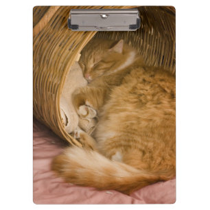 Carpeta De Pinza Gato atigrado naranja durmiendo en cesto