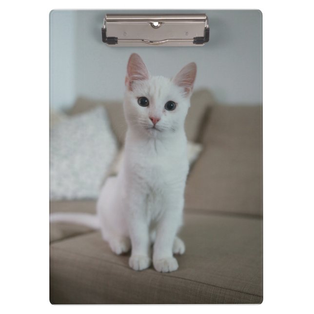 Carpeta De Pinza Gato blanco | Zazzle_Growshop. (Anverso)