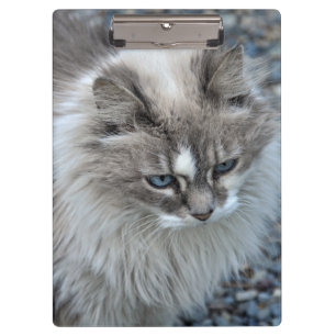 Carpeta De Pinza Gato borroso gris y blanco