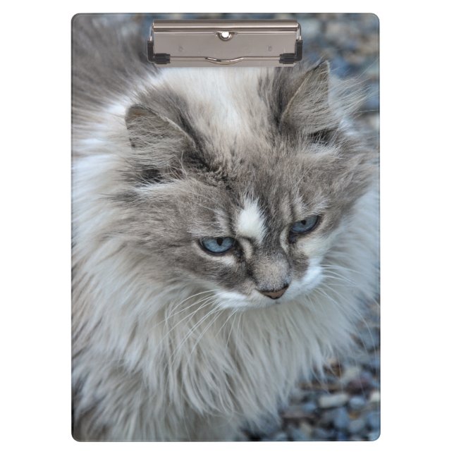 Carpeta De Pinza Gato borroso gris y blanco (Anverso)