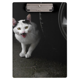 Carpeta De Pinza Gato callejero con bigote