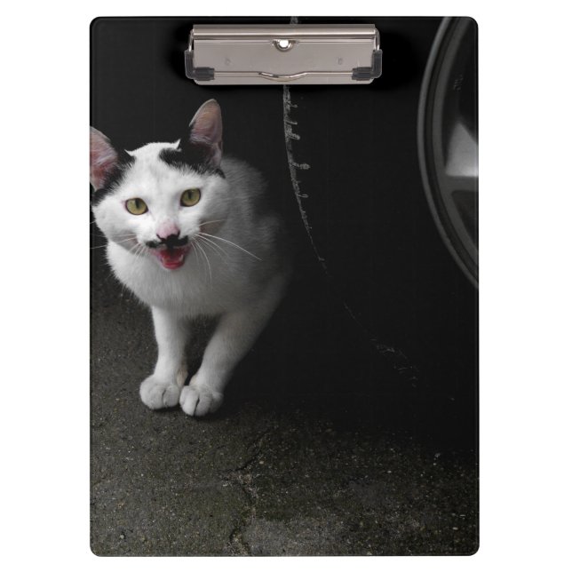 Carpeta De Pinza Gato callejero con bigote (Anverso)