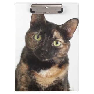 Carpeta De Pinza Gato de la concha