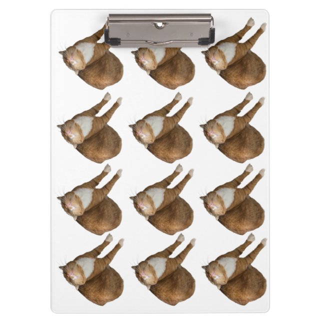 Carpeta De Pinza Gato de Sol Boca Abajo (Anverso)