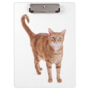 Carpeta De Pinza Gato de Tabby anaranjado
