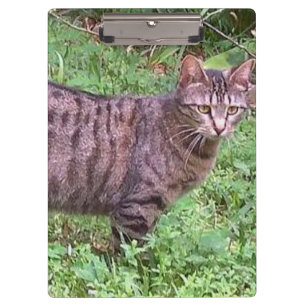 Carpeta De Pinza Gato de Tabby de Brown al aire libre